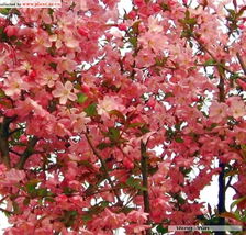 花卉世界网 浙江省杭州市余杭区仓前嘉庭园林绿化场产品展示