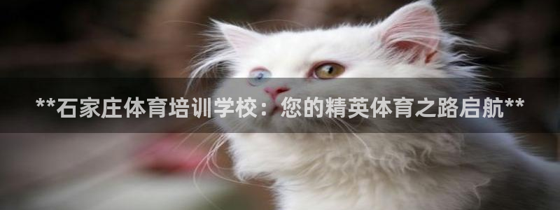 焦点娱乐平台主管：**石家庄体育培训学校：您的精英体