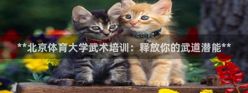 焦点娱乐游戏：**北京体育大学武术培训：释放你的武道