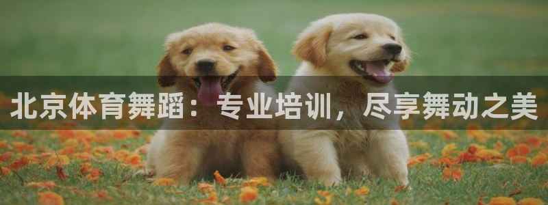焦点娱乐开发：北京体育舞蹈：专业培训，尽享舞动之美