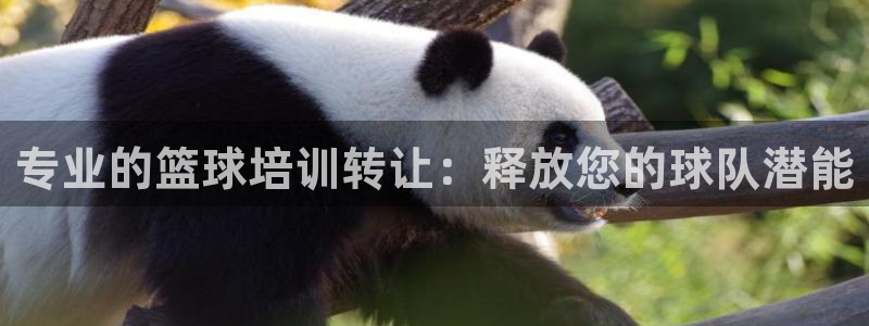 焦点娱乐官网：专业的篮球培训转让：释放您的球队潜能