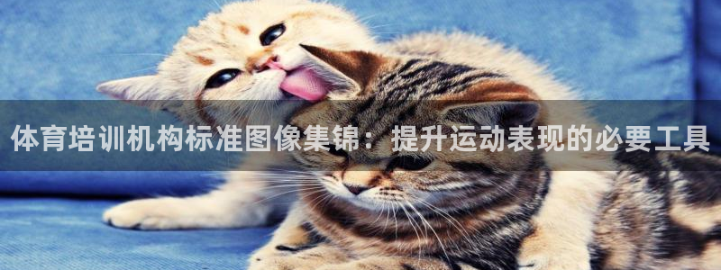 焦点娱乐会所：体育培训机构标准图像集锦：提升运动表现